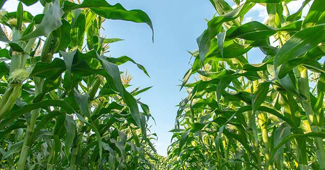 Up view of green corn plant in field farm