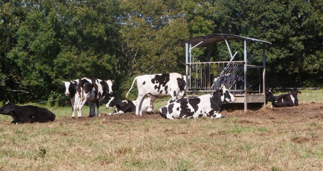 Le stress thermique peut avoir un impact sur la productivité des vaches laitières de plusieurs manières, notamment en réduisant l’ingestion et la production de lait, et en affectant les performances de reproduction. CP : AdobeStock/oceane2508