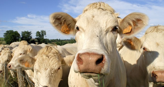 La FNB dénonce la diminution des aides couplées pour l’élevage de bovins. CP : AdobeStock/Pascal Martin