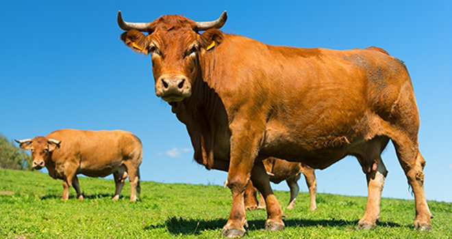 La France compte 80 700 élevages de bovins allaitants. CP : Ivonne Wierink/Adobe Stock
