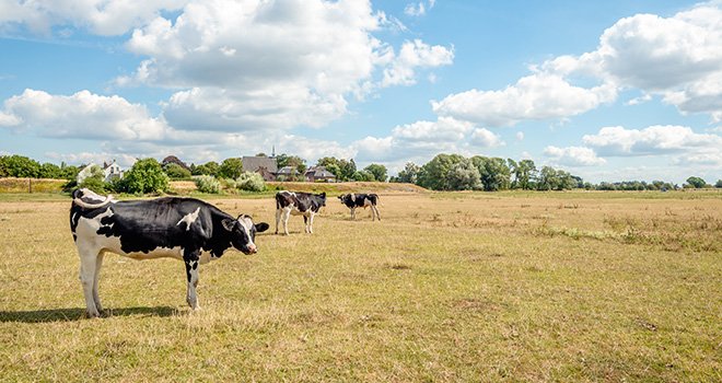 GenTORE : sélectionner les bovins pour lutter contre le changement climatique. CP : Ruud Morijn/Adobe Stock