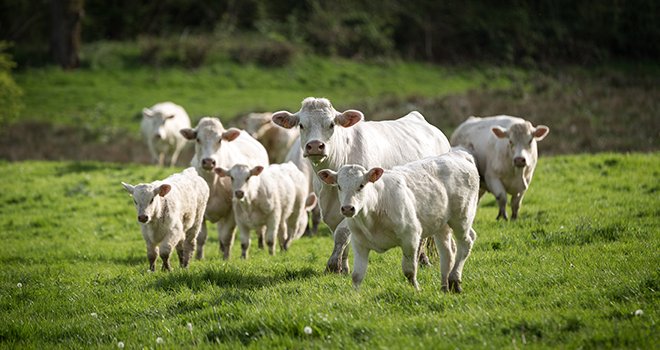 Les cours de la vache R aux plus haut depuis 4 ans ! ©scpictures/AdobeStock