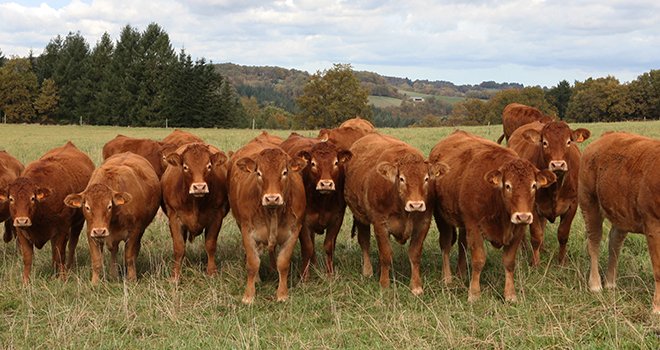 Le nombre de vaches cotisantes se stabilise. ©Zab/Adobestock