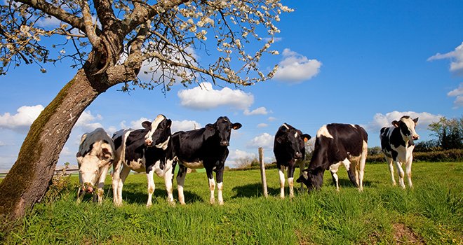La gestion du pâturage présente de nombreux avantages techniques et économiques pour les génisses et les différents systèmes d’exploitations laitières. ©Thierry RIO/Adobe Stock