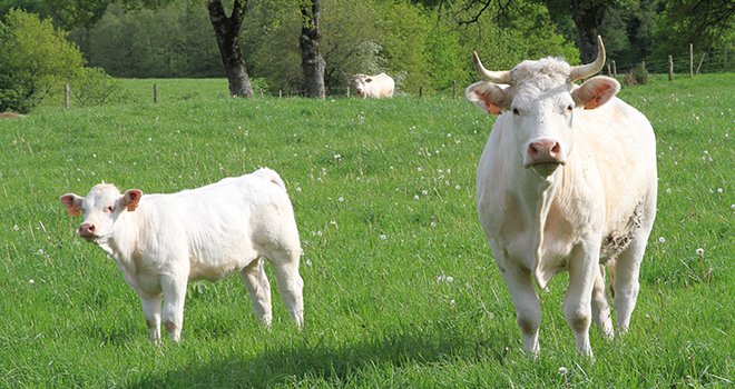 À la recherche d’innovations pour des élevages bovins allaitants plus durables. ©chanelle/AdobeStock