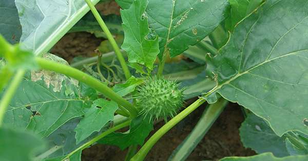 Le datura possède une faculté de repiquage impressionnante, c’est pourquoi il est conseiller d’exporter les pieds arrachés hors de la parcelle. ©Pixel6TM