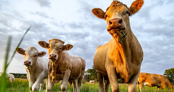 La forte demande pour la viande bovine française soutient les cours des vaches sur le dernier mois (S6 à S9). ©Robert Leßmann/Adobe Stock