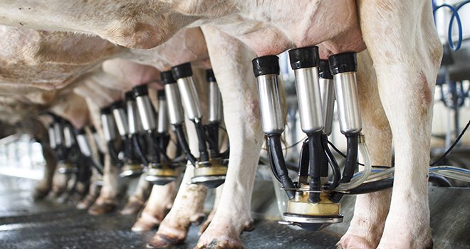 La collecte de lait de vache est en retrait sur un an, et ce dans tous les bassins laitiers. ©toa555/Adobestock