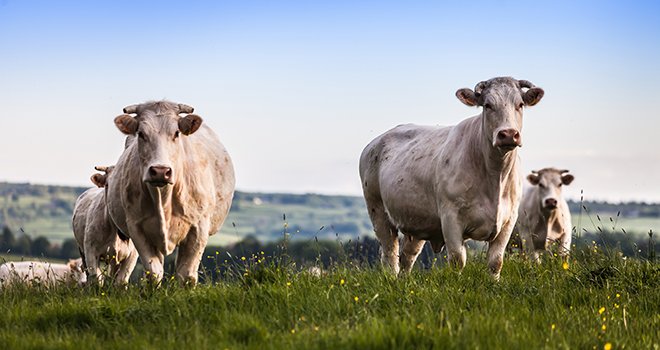 Le Gouvernement débloque 60 millions d’euros pour la filière bovine. ©plmprod