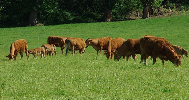 Gérer la finition des vaches à viande avec des rations autonomes. ©MD.Guihard/Pixel6TM