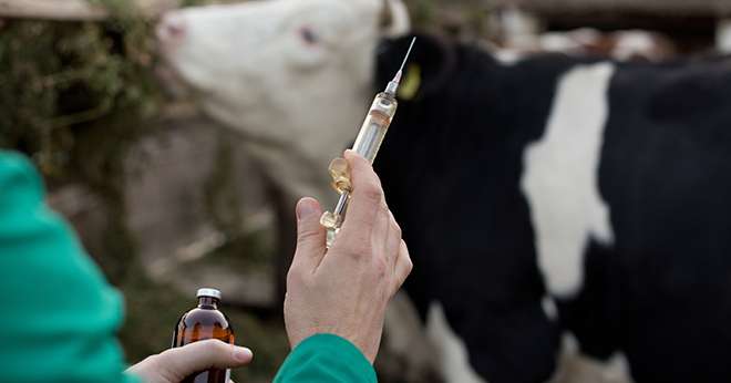 Les dernières décennies ont été marquées par des crises sanitaires qui ont souvent mis en évidence l’interdépendance entre l’animal, l’humain et les écosystèmes. ©Budimir Jevtic/AdobeStock