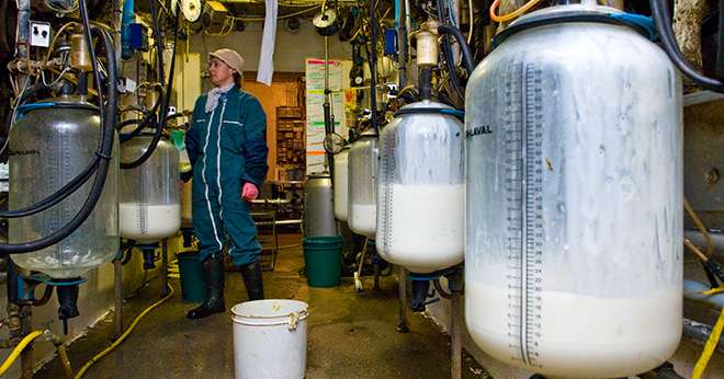 En 2010, la collecte de lait biologique a augmenté de 11,6 %, une hausse moins marquée que celle des années précédentes. Elle devrait atteindre 1,1 milliard de litres et aura quasiment doublé par rapport au volume de 2016. ©C. Helsly/CNIEL