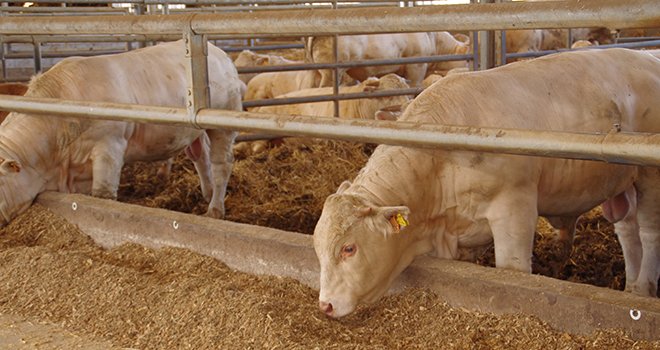 Dans une vidéo de six minutes, trois organisations agricoles européennes expliquent l'impact de l'accord UE-Mercosur sur des secteurs déjà fragilisés, notamment celui de la viande bovine. ©Pixel6TM