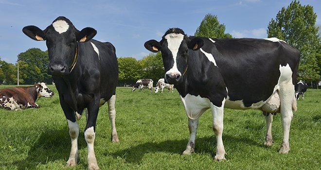 La collecte de lait de l'Union européenne est en hausse de 1,2 % en 2020. ©Photoagriculture/AdobeStock​