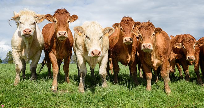 La production de viande bovine française en baisse de 1 % en 2021. ©cspictures/Adobestock