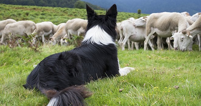 Faites recenser votre chien de protection des troupeaux ! ©mobilise248/AdobeStock
