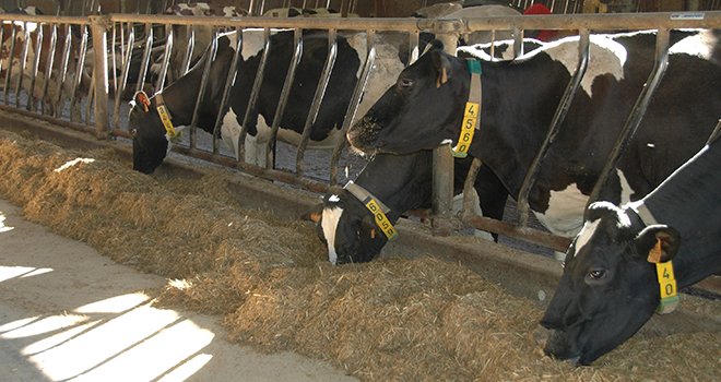 L'alimentation et l'abreuvement sont deux facteurs à surveiller de près en hiver. Il faut permettre aux vaches de maintenir leur chaleur corporelle tout en continuant à produire du lait. ©H.Flamant/Terroir Est