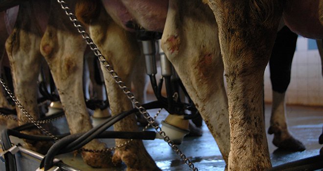 La collecte laitière de 2020 retrouve son niveau de 2018. ©H.Grare/TerroirEst