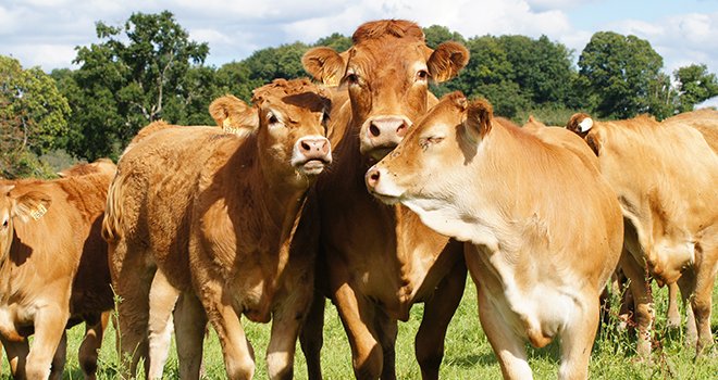 Malgré le contexte, les cours des vaches restent soutenus ! ©JC DRAPIER/Adobestock