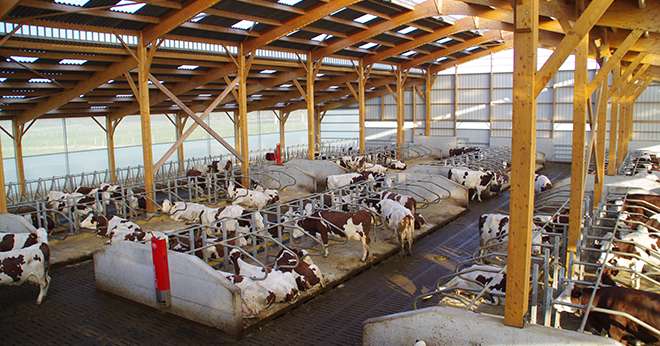 Adapter les bâtiments d’élevage au changement climatique. ©MD.Guihard/Pixel6TM