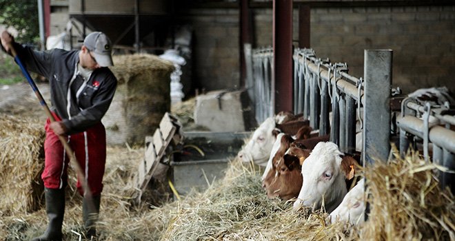 En élevage (bovin viande, bovin mixte, lait), plus de 92 % des jeunes installés de 2013 sont toujours exploitants agricoles en 2019. ©DR
