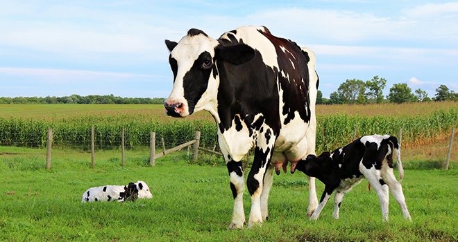 "La présence de vaches nourrices en première saison de pâturage semble avoir un effet protecteur vis-à-vis des strongles gastro-intestinaux", explique Caroline Constansis. ©Diane/AdobeStock