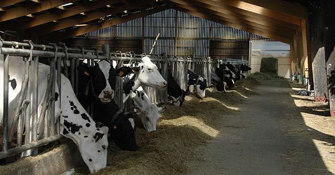 L'apport d'AADI (acides aminés digestibles dans l'intestin) indispensables permet de maximiser les performances laitères tout en maîtrisant les coûts. ©H.Flamant/Terroir Est
