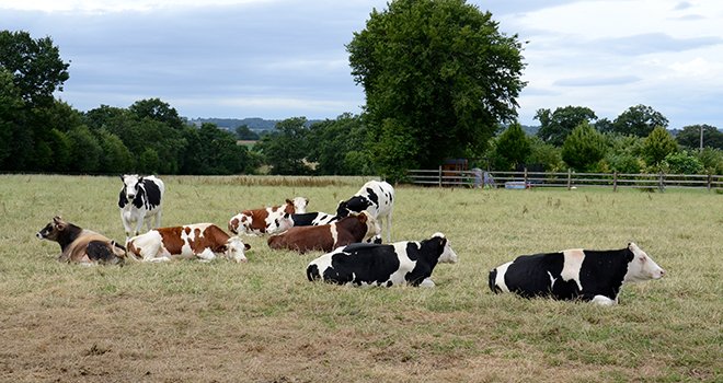 Des EBE en recule de 5 à 13 % dans les élevages bovins du Grand-Est. ©A.Cotenns/Pixel6TM