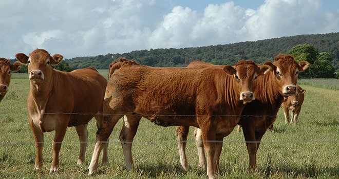 Le herd-book limousin enregistre une augmentation du nombre de vaches cotisantes sur la campagne 2019/2020 malgré un nombre d’adhérents en recul. ©Pixel6TM