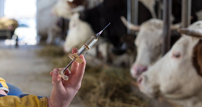 L’exposition des bovins aux antibiotiques grâce aux injectables a diminué de 20,6 % par rapport à 2011, et de 8,5 % entre 2018 et 2019. L’exposition aux antibiotiques via la voie orale a diminué de 34,1 % par rapport à 2011, et de 14,4 % entre 2018 et 2019. ©Budimir Jevtic/AdobeStock