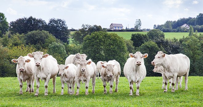 Les cours des jeunes bovins piétinent. ©Friedberg/AdobeStock