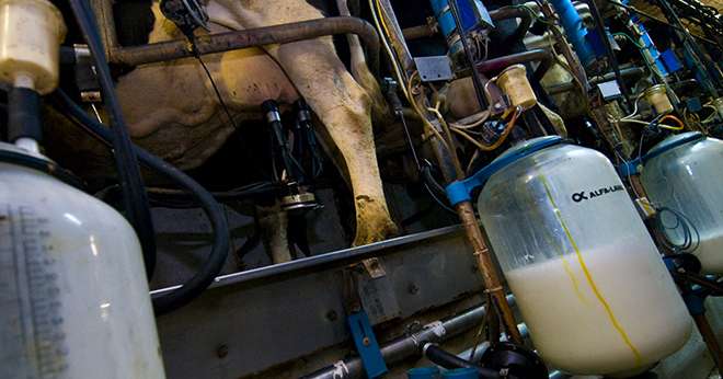 En août 2020, malgré sa hausse saisonnière, le prix standard du lait conventionnel, à 332,6 €/1 000 l, reste inférieur de 11,4 €/1 000 l au prix d’août 2019. ©C. Helsly/CNIEL