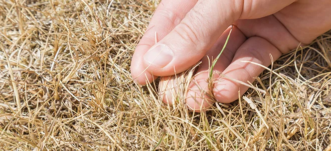 La production d'herbe pénalisée en 2020