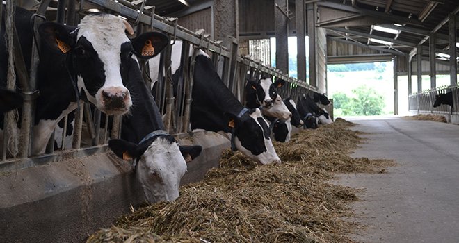 La prévention de la fièvre de lait passe par une alimentation précise des vaches taries, selon trois phases : tarissement, préparation au vêlage et au vêlage. ©C. Lamy-Grandidier/Pixel6TM