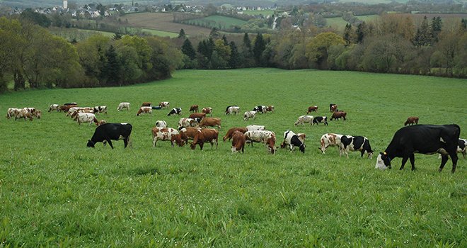 Les animaux d’élevage, en particulier les ruminants, peuvent avoir une incidence positive sur la biodiversité et le carbone des sols grâce au maintien des prairies permanentes et des haies, ainsi qu'à l’optimisation de l’utilisation des effluents d’élevage. ©D. Bodiou/Pixel6TM