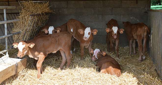 La montbéliarde affiche un taux de femelles inséminées en croisement viande qui représente 30 % des IAP. ©H.Flamant/Terroir Est