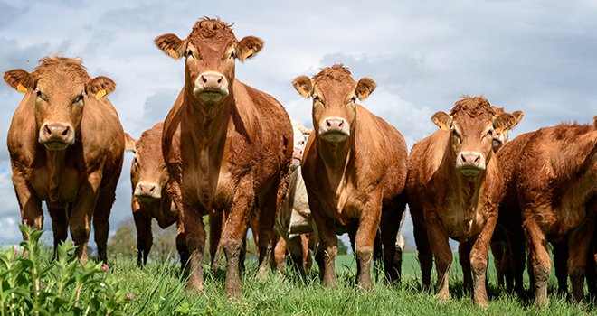 Les cours des vaches se maintiennent, les jeunes bovins plus à la peine. ©spictures/AdobeStock