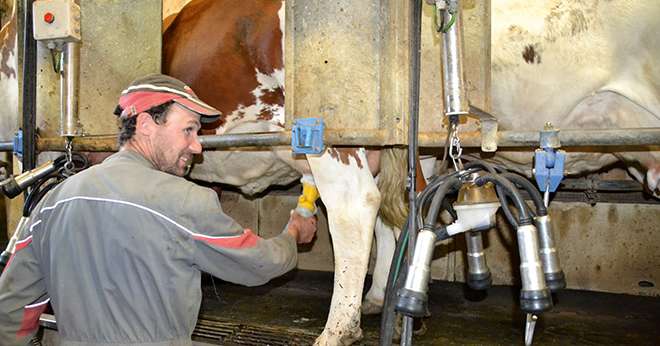 Mammites : focus sur un multirécidiviste. ©A.Coronel/TerroirEst