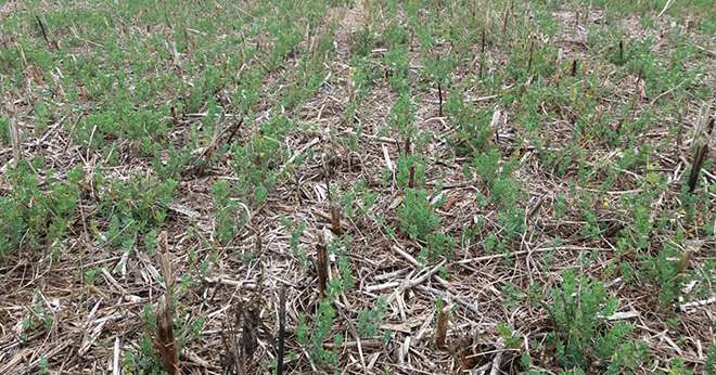 Le couvert améliore la portance des sols. ©DR