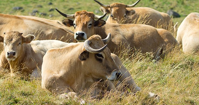 Les éleveurs bovins du Massif Central appelés à retenir les broutards en ferme. ©Oleksiy Drachenko/AdobeStock