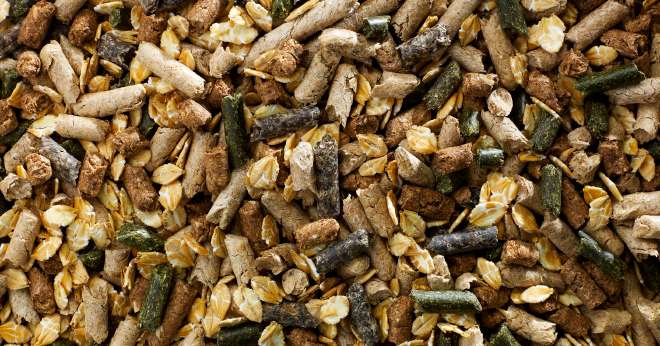 En exclusivité dans l’Aube, Soufflet incorpore le sainfoin Multifolia, produit localement, dans la composition des formules mash de son offre. CP : DR