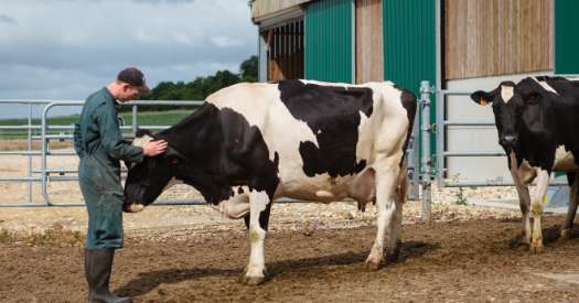 « Il faut distinguer le bien-être animal et la bientraitance. Les vidéos de L214 mettent en avant des cas de maltraitance. Les éleveurs doivent mieux communiquer », estime Luc Mounier. CP : L.Page/Cniel