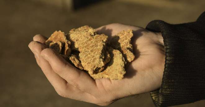 Les entreprises françaises de la nutrition animale s'engagent à importer du soja plus durable. CP : Happyculteur/Adobe Stock