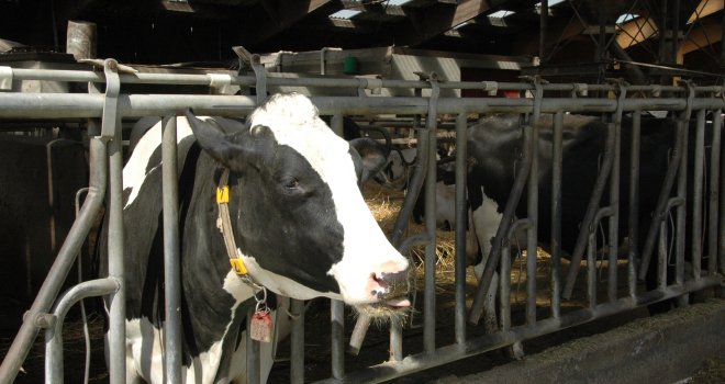 Stefan van Rumst produit 3,4 millions de litres de lait par an avec 300 vaches laitières sur 178 ha. CP : H.Flamant/Terroir Est