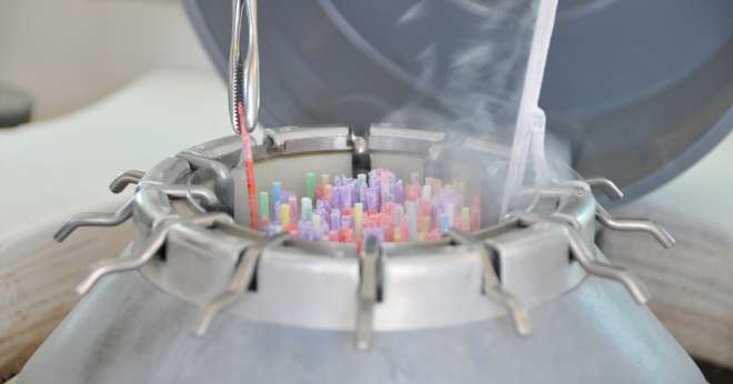 Yperios, une nouvelle marque de croisement pour les éleveurs laitiers. CP : L.Theeten/Pixel6TM