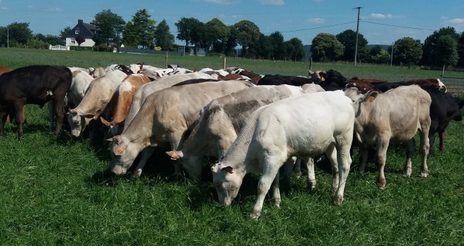 La ferme d’innovation et de recherche des Bouviers (56) compte un atelier consacré à la valorisation de la viande issue du troupeau laitier dans des schémas de production basés sur les fourrages et sur la prairie. CP: Idele