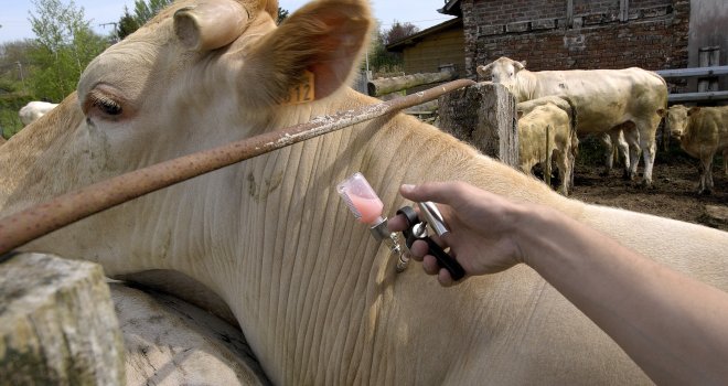 Le ministère de l'Agriculture rappelle la possibilité de faire vacciner les animaux sensibles contre la FCO. CP : Photoagriculture/Adobe Stock