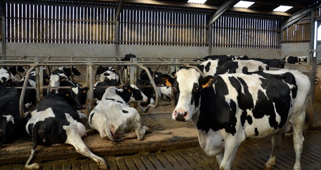 Des chercheurs se sont intéressés à l’allogrooming, ou toilettage social, pour comprendre les relations entre les vaches afin de développer des pratiques de gestion plus en accord avec le comportement social des vaches laitières. CP : Pixel6TM.