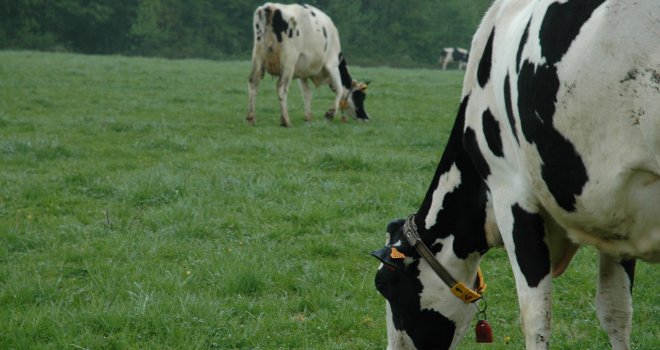Boire du lait de vache au Royaume-Uni utiliserait onze fois moins de soja que de consommer des boissons directement à base de soja. CP : H.Flamant/Terroir Est.