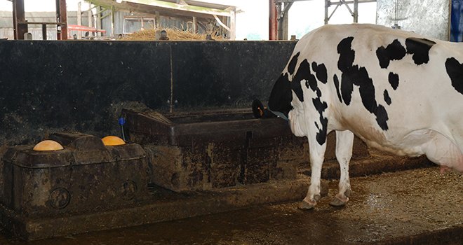 Les bovins doivent être très confortablement installés lorsqu’ils boivent. Photo : Pixel6TM
